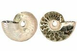 One Side Polished, Pyritized Fossil Ammonite - Russia #174968-2